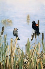 CATTAIL HAVEN