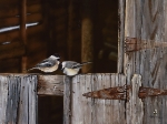 chickadee-chat