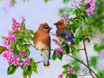 WAXWING PARADISE